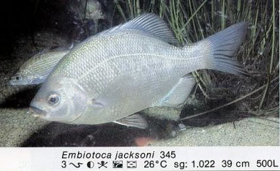 Embiotoca jacksoni